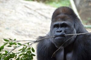 【動画】1万匹のゴリラvs100万人の人間が戦争した結果ｗｗｗｗ