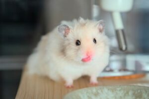 【画像】CTスキャンされるハムスターさん、死を悟るｗｗｗｗｗ