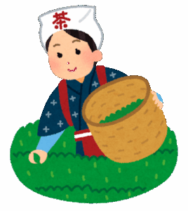 【世界的ブームで抹茶不足が深刻化】伊藤園が価格を最大2倍に値上げ…茶会用4536円に…高齢化・栽培面積縮小で需給バランスが課題